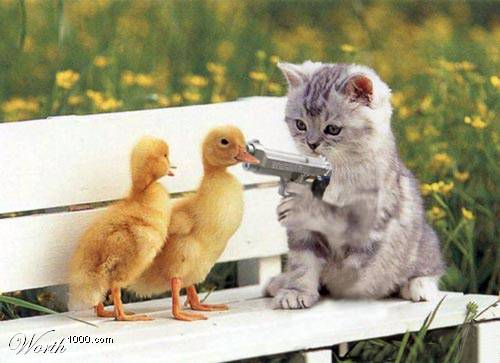 Thug_kitty.jpg